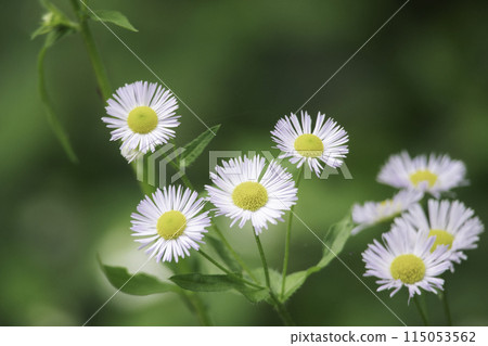 希米迪恩的白色花朵 115053562