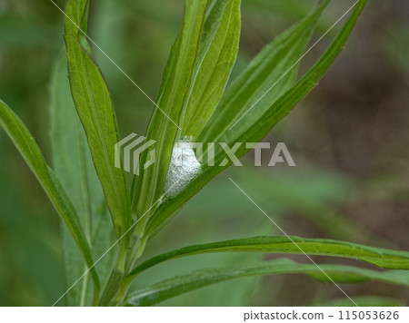 附著在葉子上的泡沫狀巢穴,與臭蟲有關。 附著在葉子上的泡沫狀巢穴,與臭蟲有關。 115053626