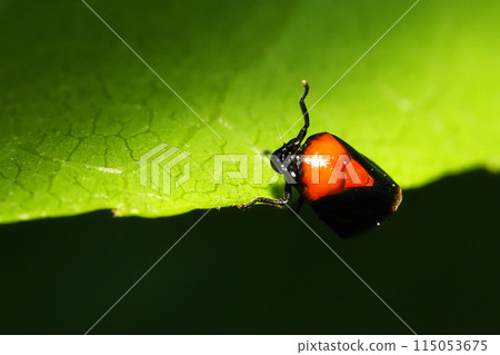 Muneakaawafuki (female) Muneakaawafuki (female) 115053675