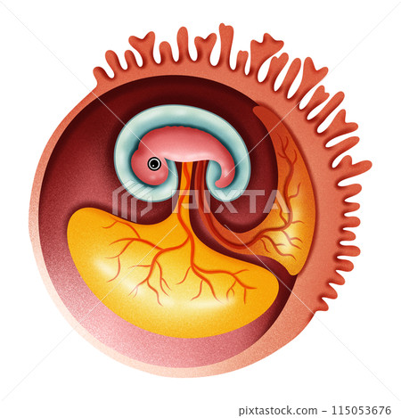 Embryo of Human Embryo of Human 115053676