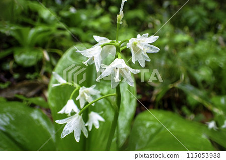 燕本本被雨淋濕 燕本本被雨淋濕 115053988