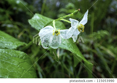半透明花瓣 1 半透明花瓣 1 115053990