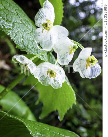 雨中濕漉漉的山下（垂直） 115053999