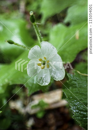 三香花（豎） 1 115054001