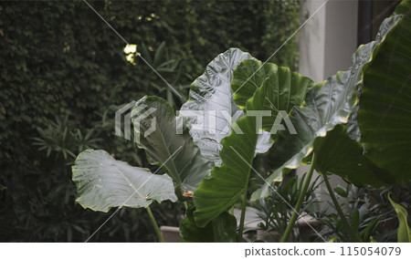 Green leaves botanical plant tropical garden design abstract background. 115054079