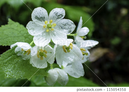 透明花瓣3 透明花瓣3 115054358