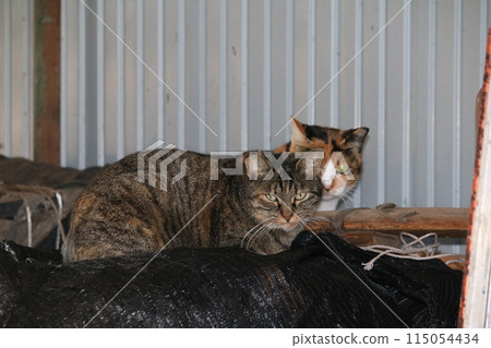 Setouchi Island Cat 115054434