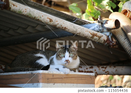 Setouchi Island Cat 115054436