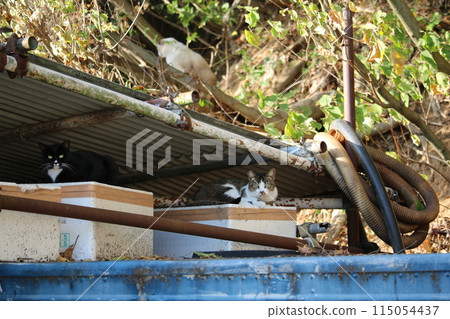 Setouchi Island Cat 115054437