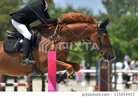 Show Jumping Competition Show Jumping Competition 115054457