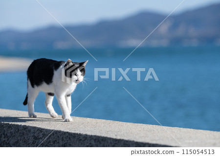 Walking cat black and white cat 115054513