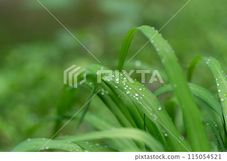 雨淋濕了 115054521