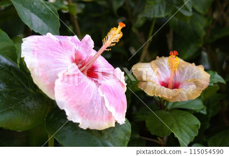 Multicolored hibiscus 115054590