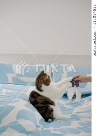 pet care concept with asian woman play with scottish tabby cat on bed with happy feeling 115054618