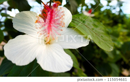 Multicolored hibiscus 115054681