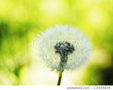 蓬鬆的蒲公英絨毛 115054870