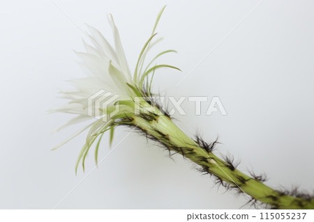 Short-haired round flower, thornless short-haired round cactus, blooming, white flower 115055237