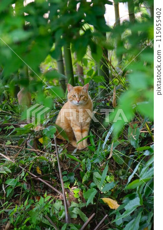 Stray cat sitting in bamboo grove and staring 115055402