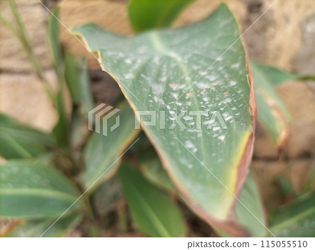 Toxic acid rain left traces and chemical burns on street plants. Effects of highly toxic substances on vegetation, leaks from industrial enterprises. 115055510