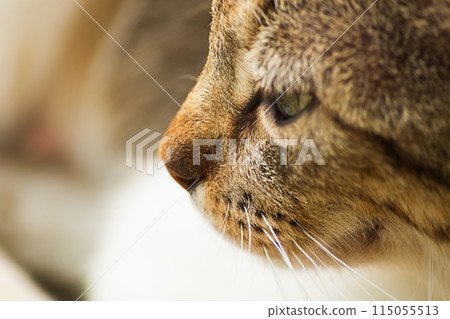 The muzzle of a gray tabby cat looks to the left, into the distance, thinking about something. Personification of thoughtfulness, reflection on existence, philosophy, search for the meaning of life. The muzzle of a gray tabby cat looks to the left, into the distance, thinking about something. Personification of thoughtfulness, reflection on existence, philosophy, search for the meaning of life. 115055513