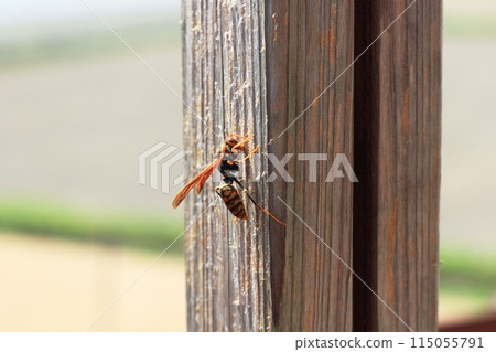 一隻黑背紙黃蜂正在啃咬樹上的築巢材料。 一隻黑背紙黃蜂正在啃咬樹上的築巢材料。 115055791
