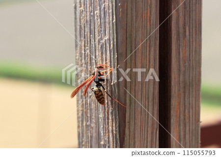 A paper wasp gnawing at a tree, collecting nesting materials 115055793