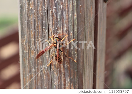 A paper wasp gnawing at a tree, collecting nesting materials 115055797