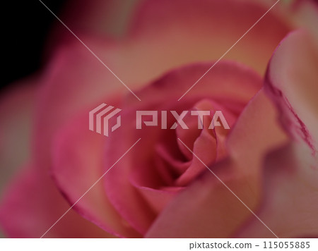 A beautiful pink rose, "Jubilee du Prince de Monaco," blooming in a light rainy May. 115055885
