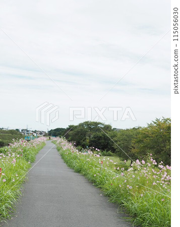 Pink cosmos blooming on the river bank 115056030