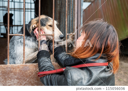 Dog at the shelter. Animal shelter volunteer takes care of dogs. Animal volunteer takes care of homeless animals. Dog at the shelter. Animal shelter volunteer takes care of dogs. Animal volunteer takes care of homeless animals. 115056036