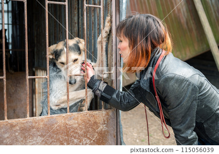 Dog at the shelter. Animal shelter volunteer takes care of dogs. Animal volunteer takes care of homeless animals. 115056039