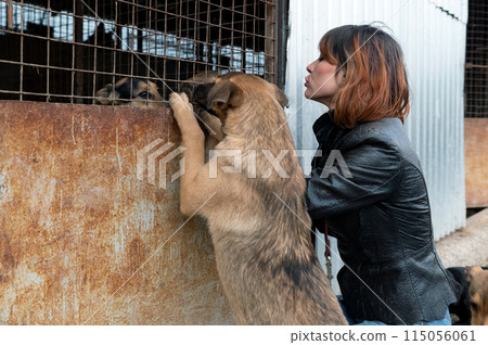Dog at the shelter. Animal shelter volunteer takes care of dogs. Animal volunteer takes care of homeless animals. Dog at the shelter. Animal shelter volunteer takes care of dogs. Animal volunteer takes care of homeless animals. 115056061