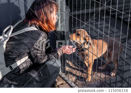 Dog at the shelter. Animal shelter volunteer takes care of dogs. Volunteer taking care of dog in shelter Dog at the shelter. Animal shelter volunteer takes care of dogs. Volunteer taking care of dog in shelter 115056158