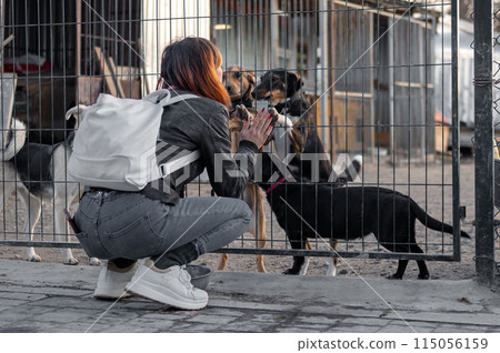 Dog at the shelter. Animal shelter volunteer takes care of dogs. Volunteer taking care of dog in shelter 115056159