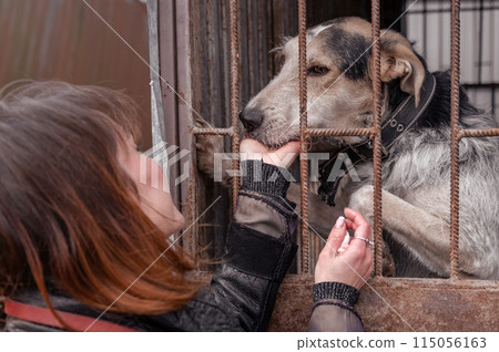 Dog at the shelter. Animal shelter volunteer takes care of dogs. Volunteer taking care of dog in shelter 115056163
