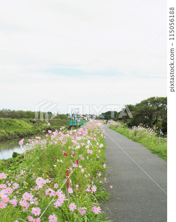 河岸上盛開的粉紅色波斯菊 河岸上盛開的粉紅色波斯菊 115056188