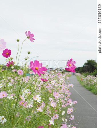 Pink cosmos blooming on the river bank Pink cosmos blooming on the river bank 115056189