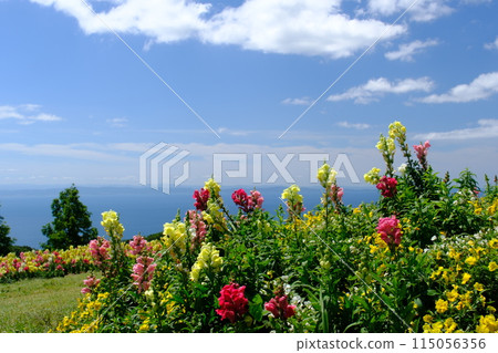 有花的風景,淡路花敷 有花的風景,淡路花敷 115056356
