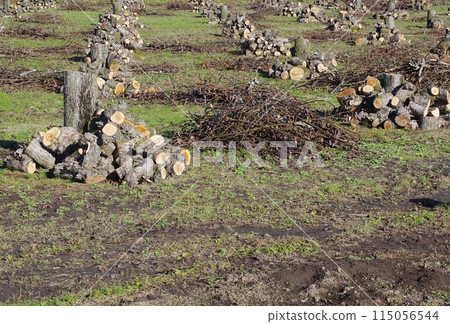 由於後繼無人，梨樹被砍伐，種植停止。 115056544