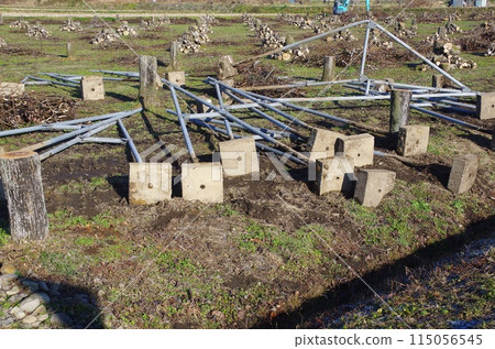 With no successor, cultivation stopped and the pear trees were cut down. 115056545