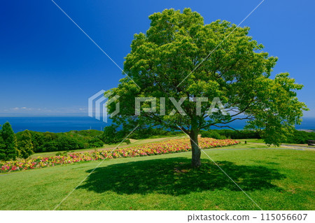 A landscape with a lump A landscape with a lump 115056607