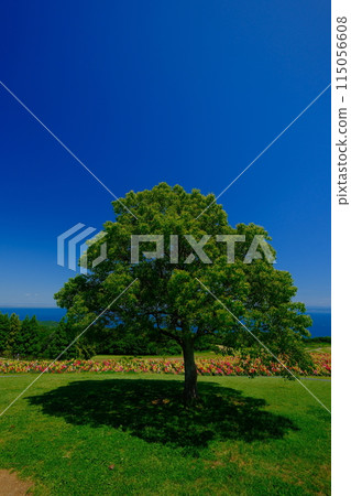 有腫塊的風景 115056608