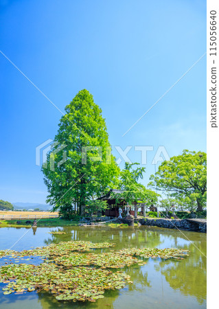 Nuinoike Pond and Kawazu Itsukushima Shrine in early summer, Shiroishi Town, Saga Prefecture 115056640