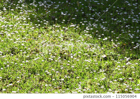 庫拉皮亞花園的陰影 115056904