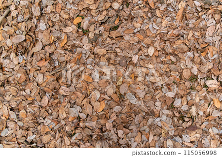 落下的落葉 落下的落葉 115056998