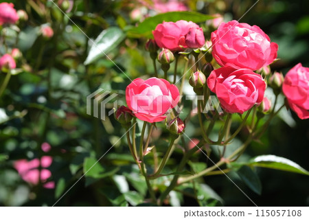 玫瑰花素材 玫瑰花素材 115057108