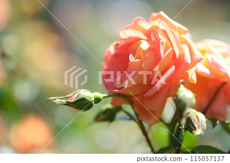 rose flower material rose flower material 115057137