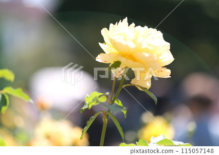 玫瑰花素材 115057148