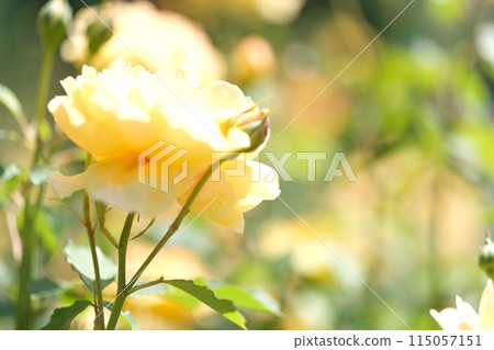 rose flower material 115057151