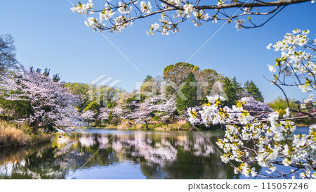Spring scenery at Mitsuike Park, a famous cherry blossom spot in Kanagawa [Kanagawa Prefecture, Yokohama City] 115057246